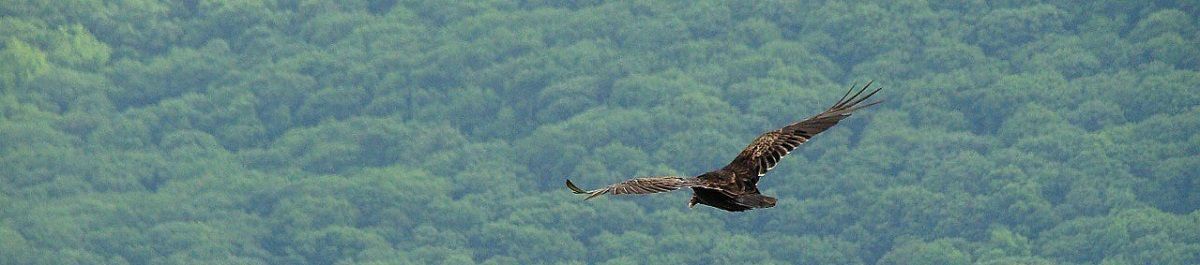 Halcón volando Halcón volando sobre un bosque