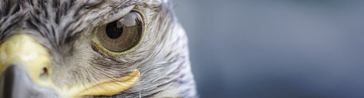 Halcón Pico y ojo de halcón